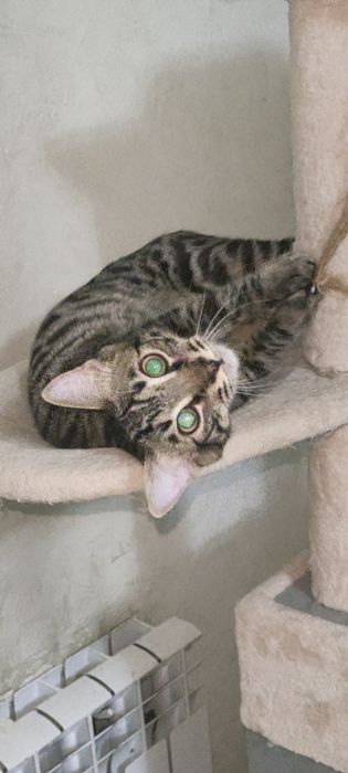 Кошки в хорошие руки