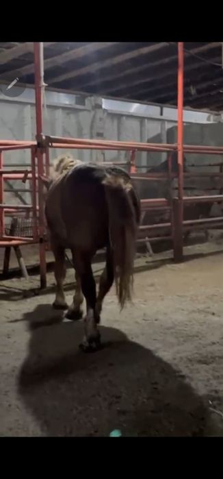 Продам  жеребцов Русских тяжеловозов