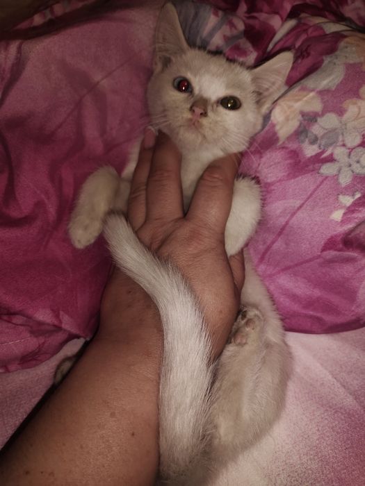 отдам котенка в добрые руки