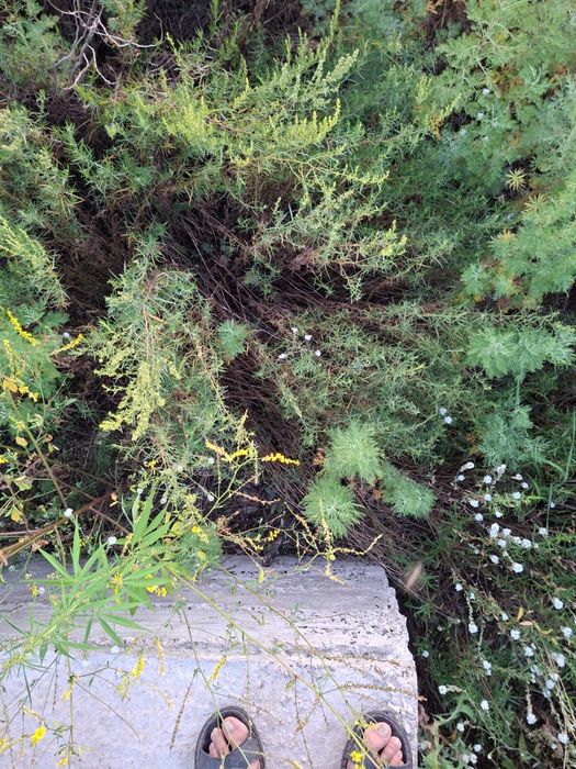 Продам землю 6 соток. Талапкер