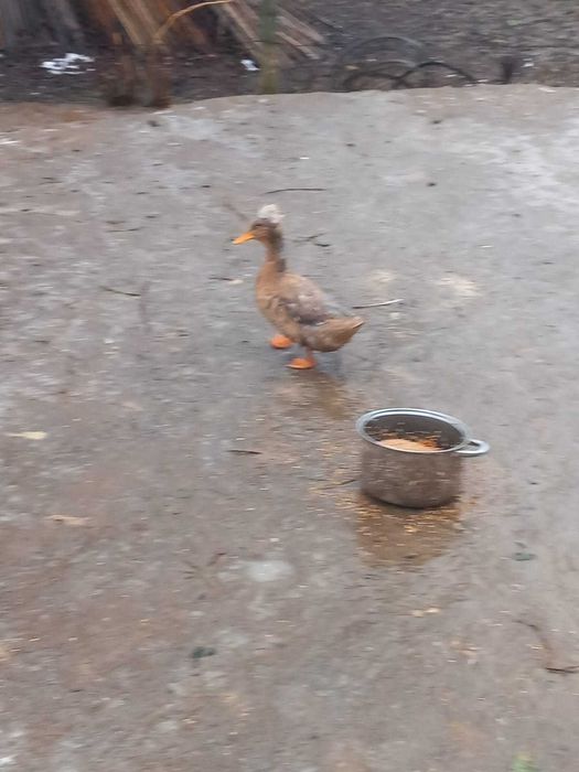 Rate romanesti si lesesti de vanzare