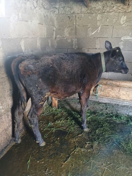 De vânzare 2 vitele și un manz!