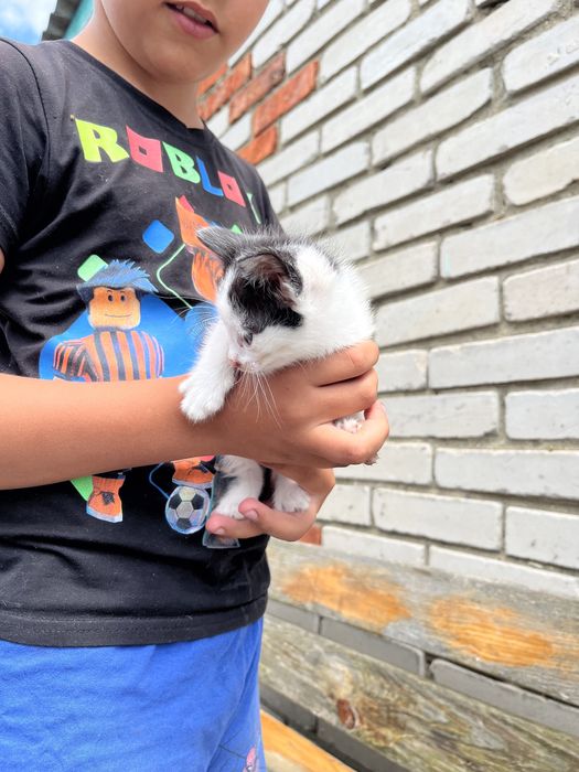 Отдам в добрые руки котят