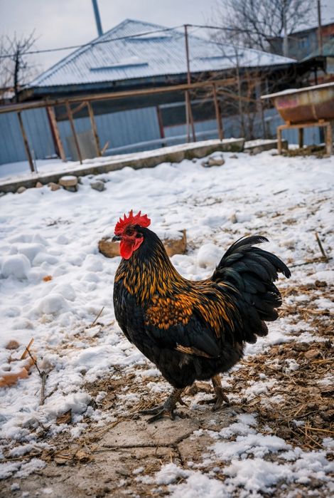 Продам петухов домашних