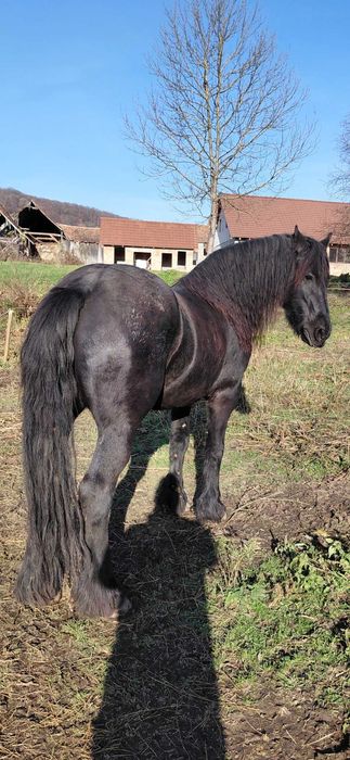 Iapa friziana  de vinzare