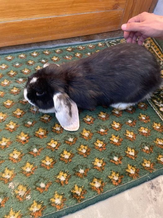 Zotli Quyon sotiladi.