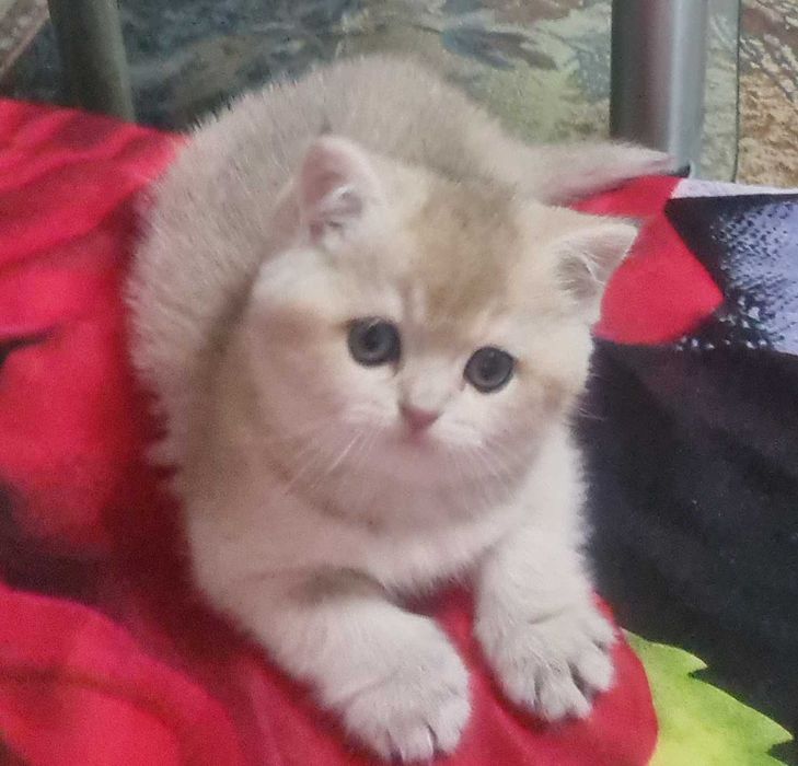 Британская короткошерстная. Котята