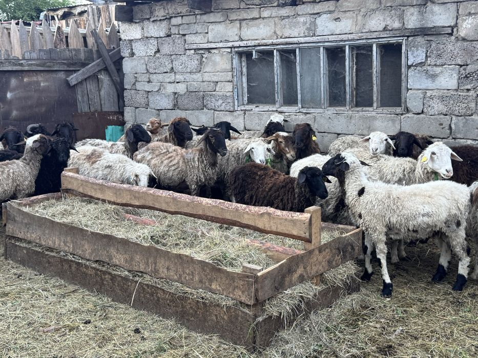 Продам Токты Овец оптом