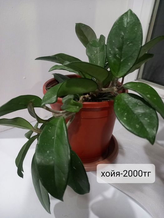 Комнатные цветочки