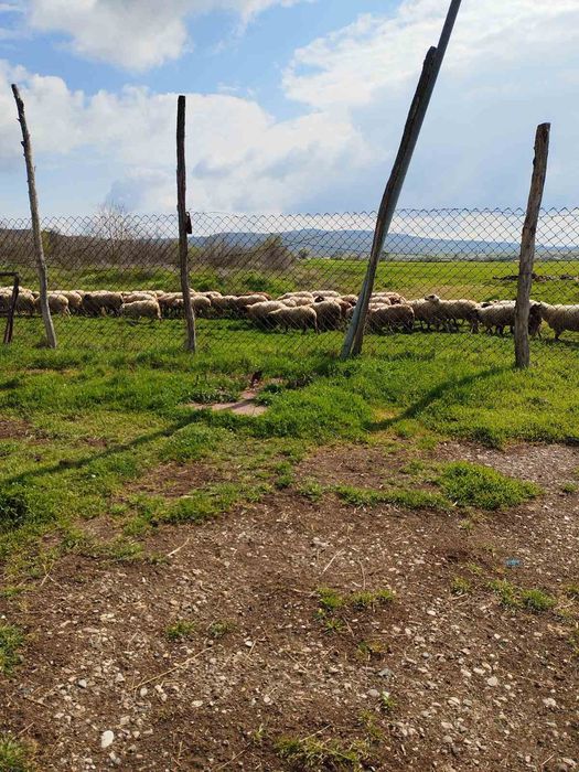 Овце за продаване