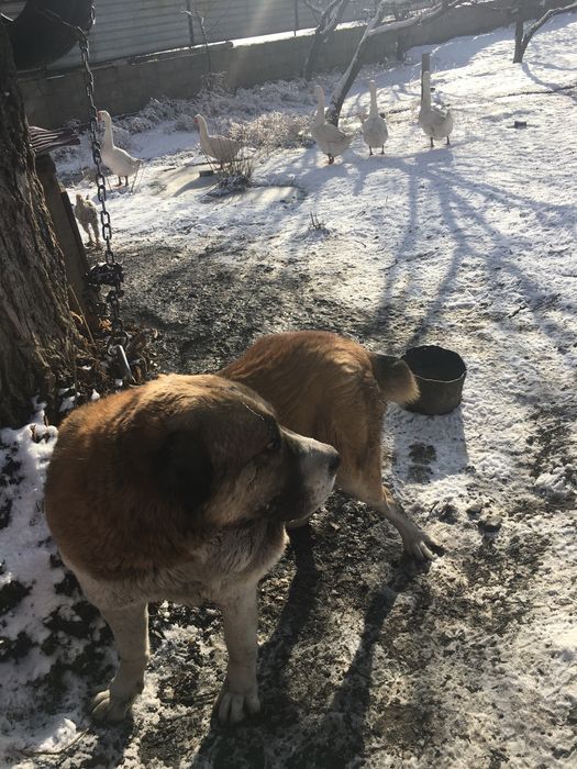 Продам алабая мошный