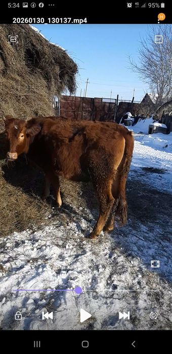 Телка год и восемь месяцев