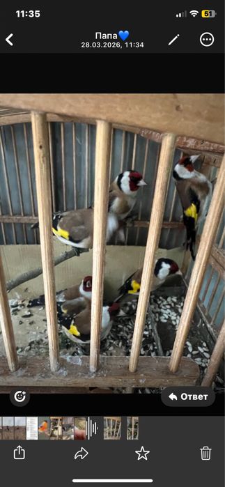 Продам черноголовых щеглов