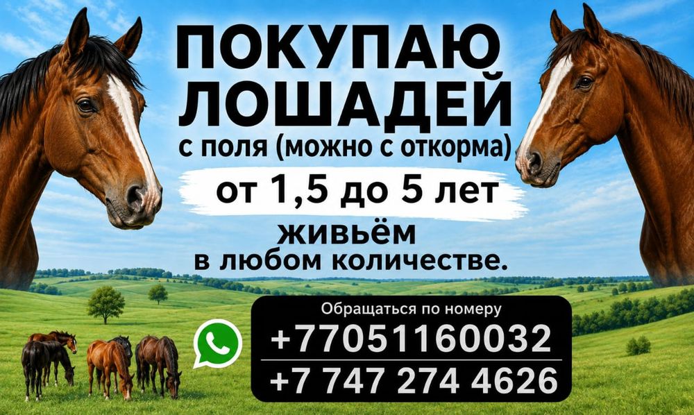 Лошадей от 1.5 года до 5 Ти лет
