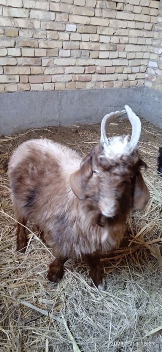 Ona bola echki sotiladi