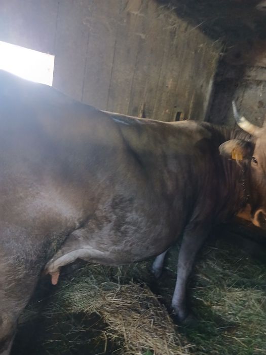 Vând vaca bună de ținut