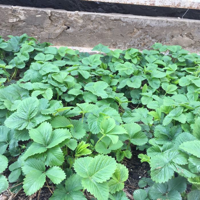 Клубника(рассада)