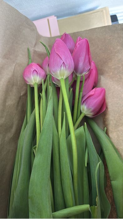Тюльпаны 380тг от 100шт