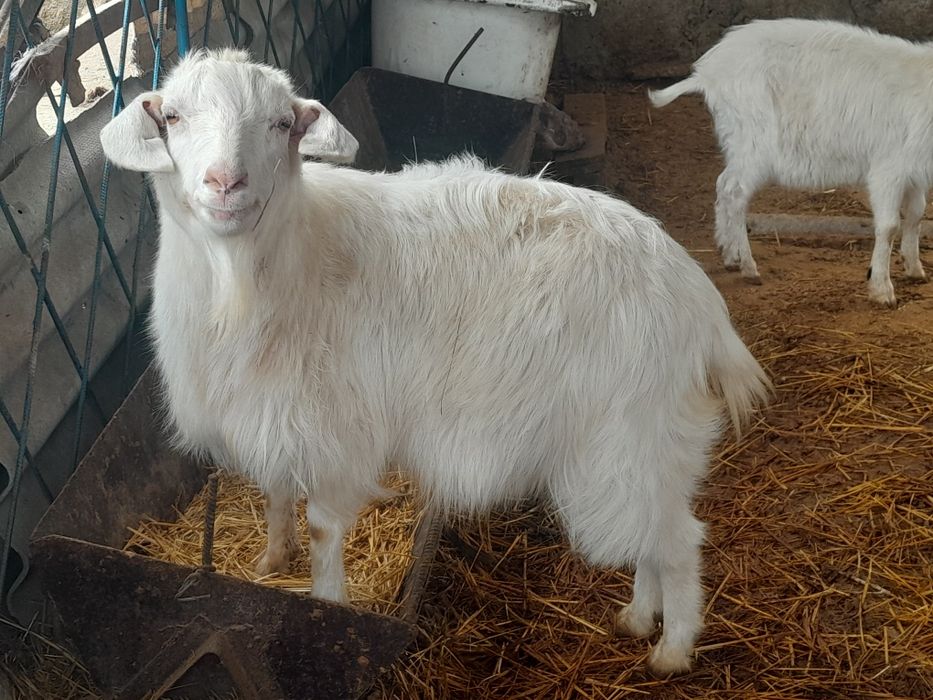 Коза Ешкi Лак 6 шт срочно