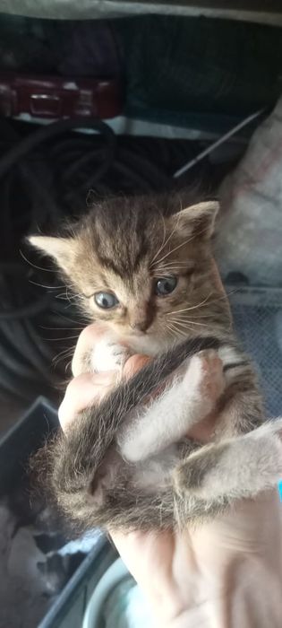 Котята в хорошие руки