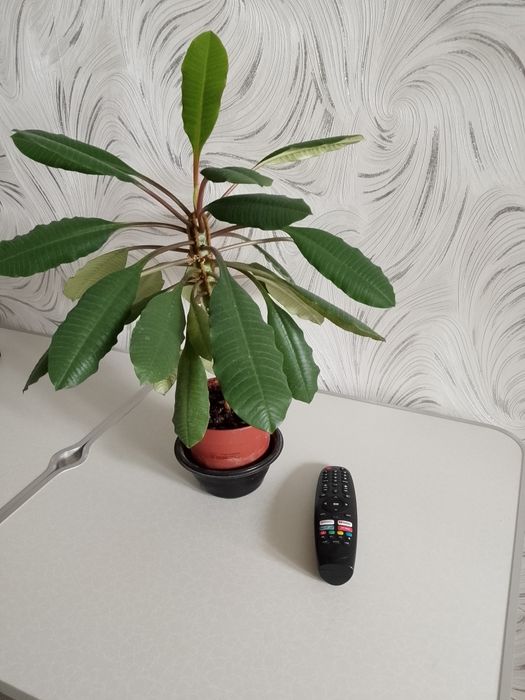 Комнатное растение