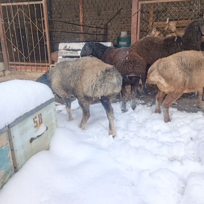 Токты-кошкарлар сатылады