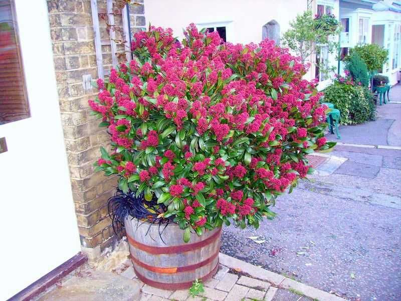 Скимия – Японски люляк (Skimmia japonica)