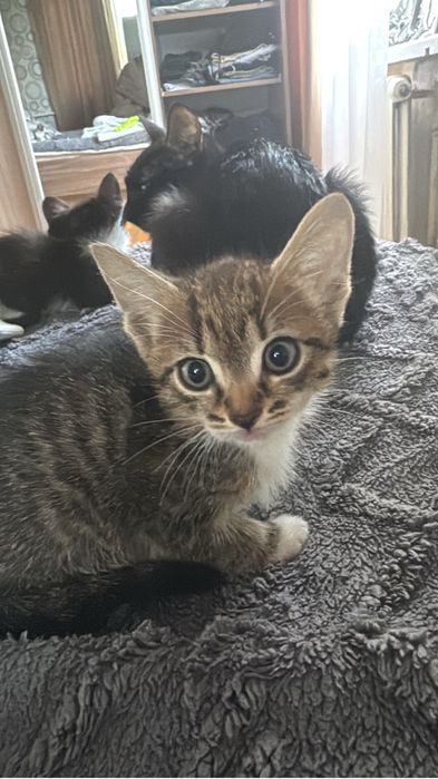 Котятя приучены к еде и латку