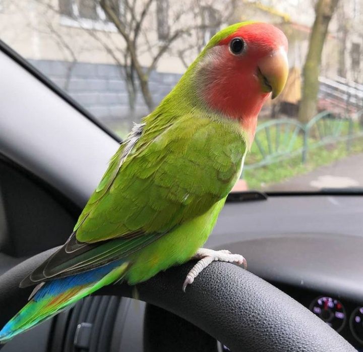 Неразлучник попугай