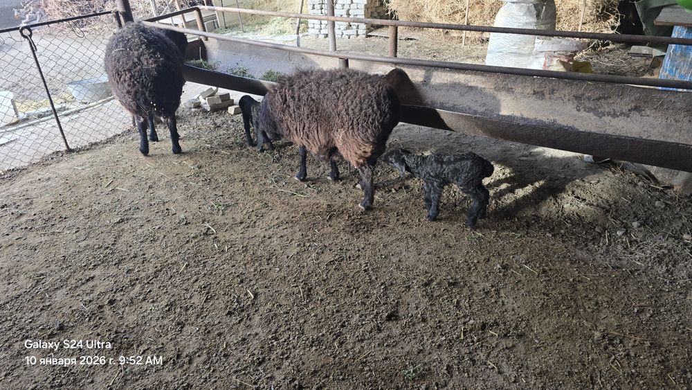 Она бола куй сотилади