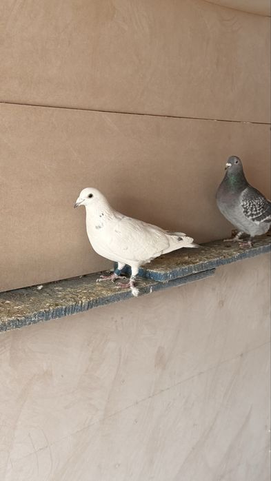 Спортивные голуби