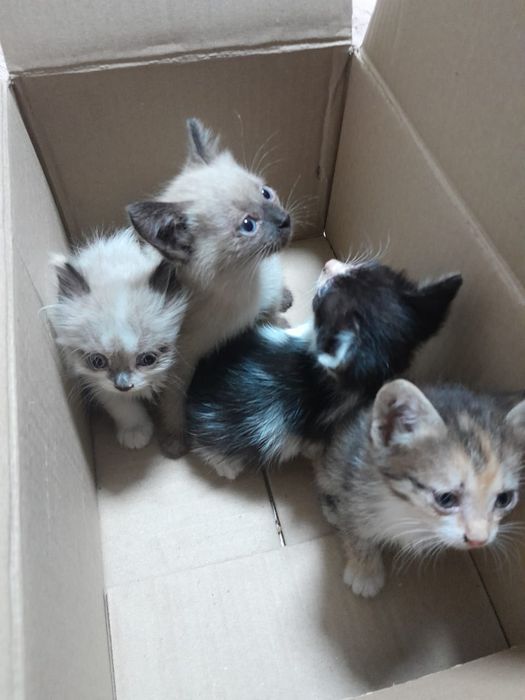 Отдам котят в добрые руки