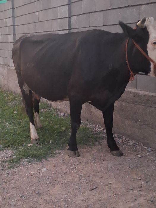 Осы бұзаусыз сиыр сатылады