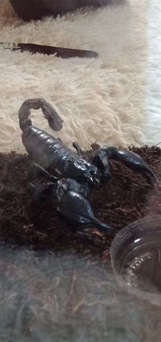 Скорпион Heterometrus spinifer