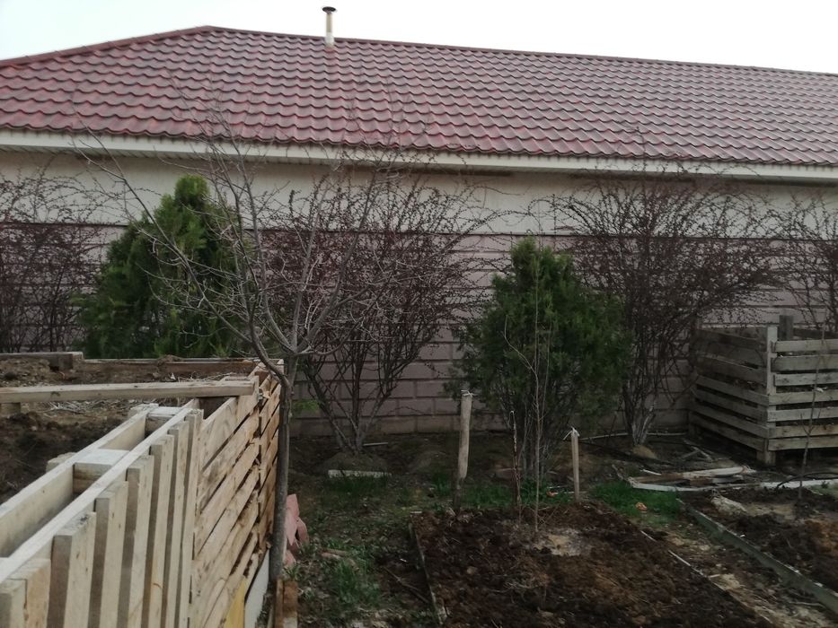 Туя талдары 10 жылдық