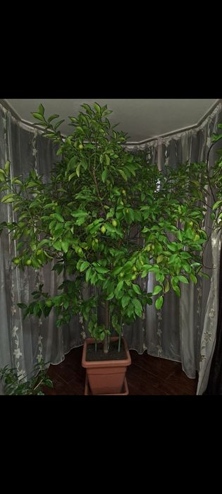 Lamai în vârstă de 9 ani