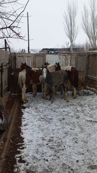 Жабағылар сатылады