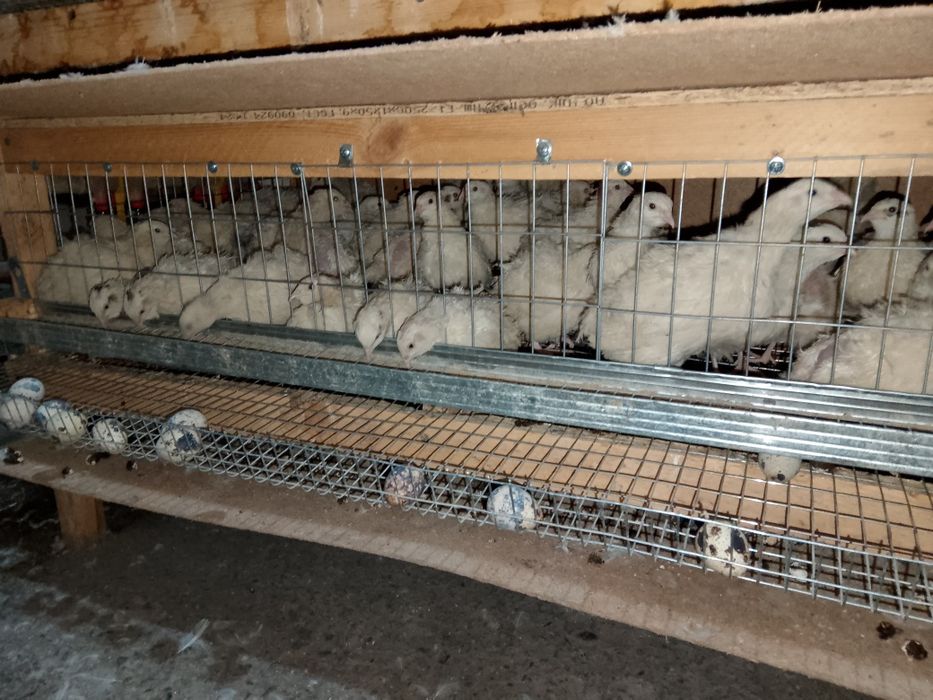 Боденены сатылады