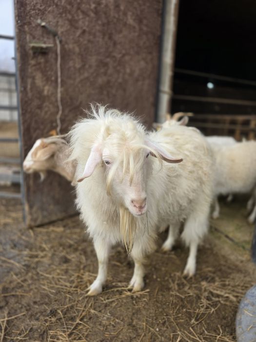 Продается безрогий козел ангорского типа