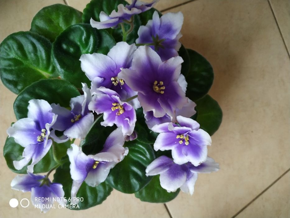 Листик фиалки эксклюзивной