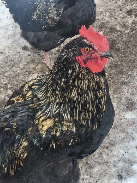 Продам молодых петушков