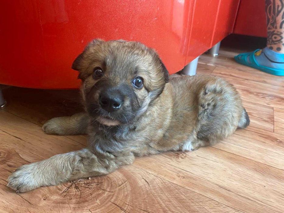 Щенку нужен дом!