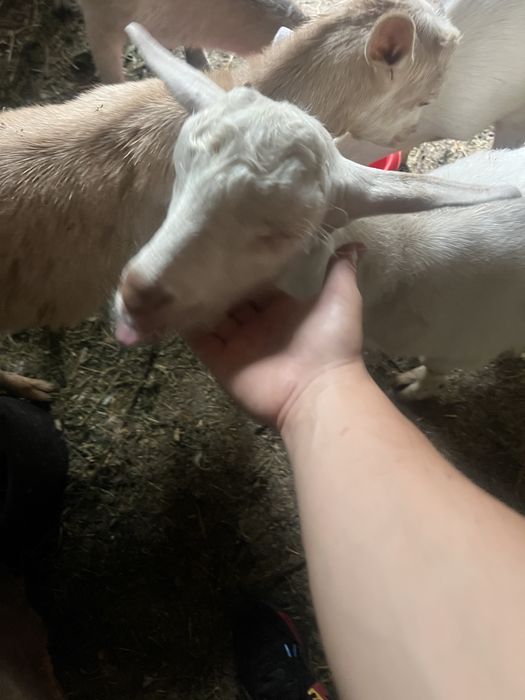 Iezi de vanzare fatati in februarie 2025