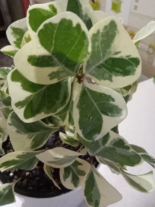 Фикус Триангулярис