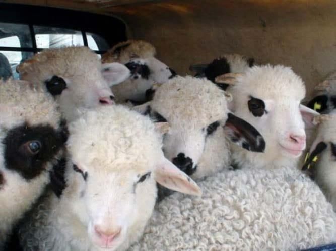 Miei de vânzare Alba