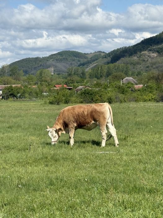 Vand juninca de 2 ani