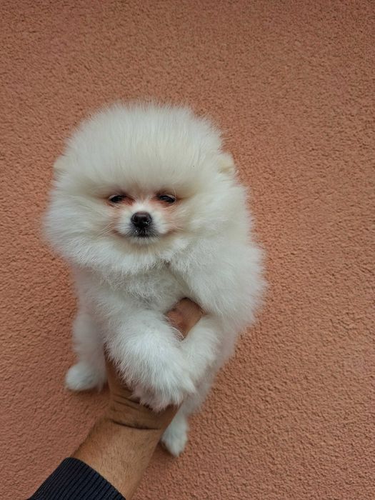 Предлага се Померански шпиц