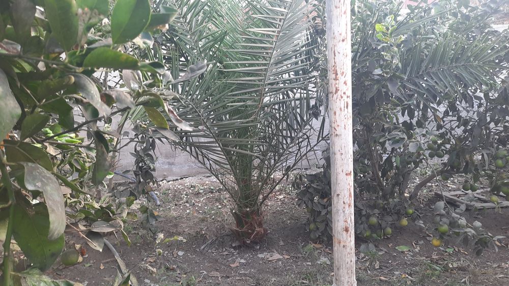 Zimniy palma sotiladi juda katta