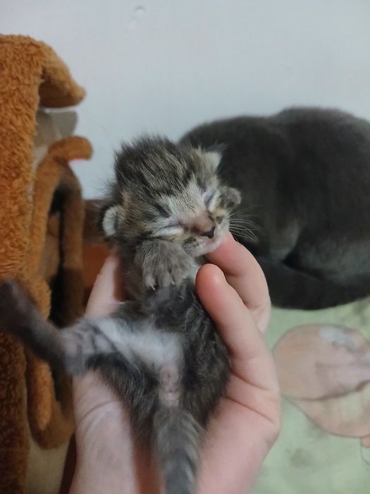 Mushuchalar sotiladi.