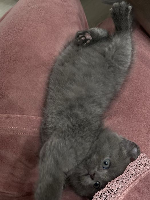 Котенок Британский